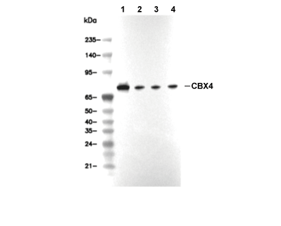 CBX4 Antibody [F18M1] WB