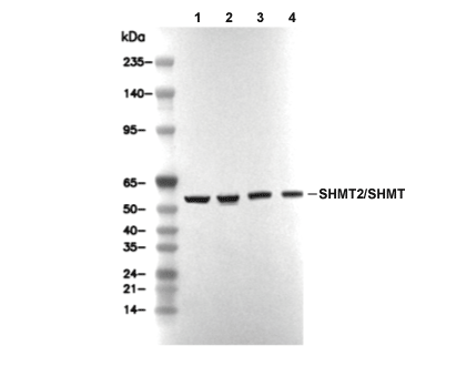 SHMT2/SHMT Antibody [H9N23] WB