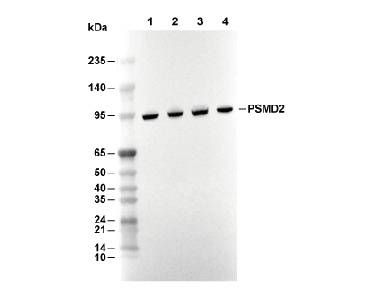 PSMD2 Antibody [B5P6] WB