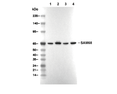 SAM68 Antibody [E2F14] WB