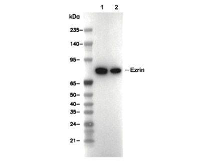 Ezrin Antibody [L20P21] WB