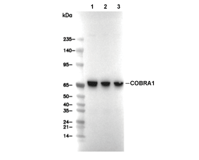 COBRA1 Antibody [K14G15] WB