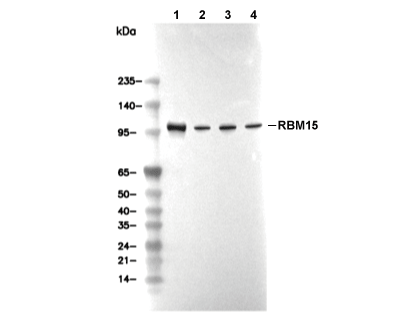 RBM15 Antibody [L5G12] WB