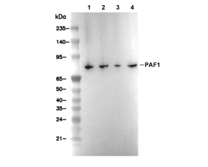 PAF1 Antibody [D19B13] WB