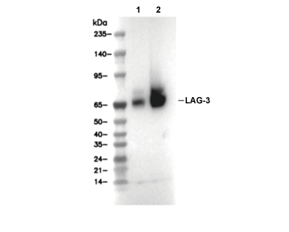 F6929-wb