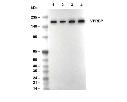 F6968-wb