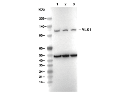 F6973-wb