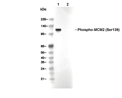 Phospho-MCM2 (Ser139) Antibody [D19G1] WB