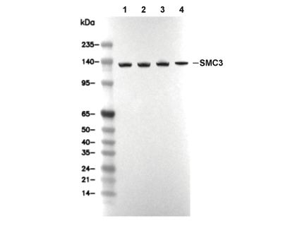 SMC3 Antibody [D14N5] WB