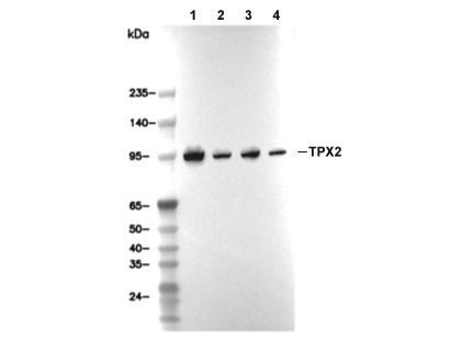 F7077-wb