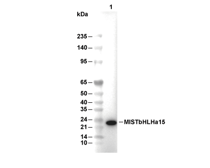 MIST1/bHLHa15 Antibody [L9C15] WB