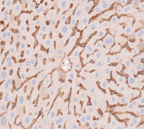 F7124-IHC1