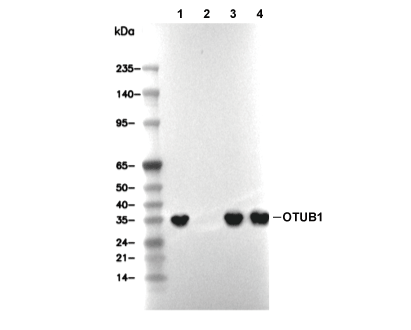 OTUB1 Antibody [N21M4] WB