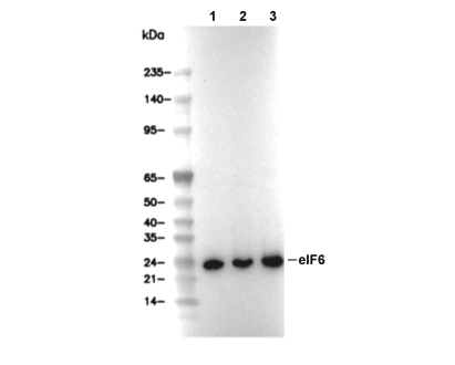 eIF6 Antibody [A13F7] WB
