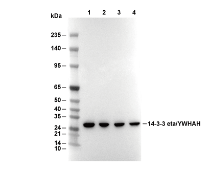 14-3-3 eta/YWHAH Antibody [H13P22] WB