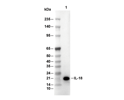 IL-18 Antibody [D17G22] WB