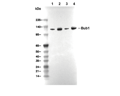 F7291-wb