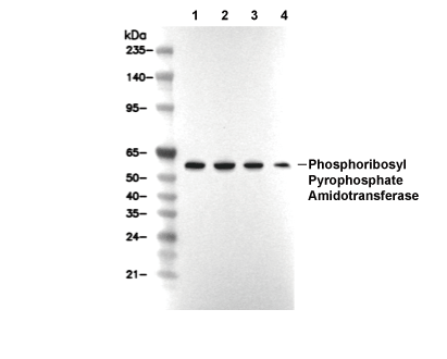 Phosphoribosyl Pyrophosphate Amidotransferase Antibody [M15J4] WB