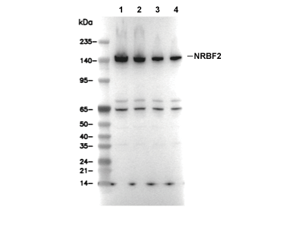 SIN3A Antibody [B10N4] WB
