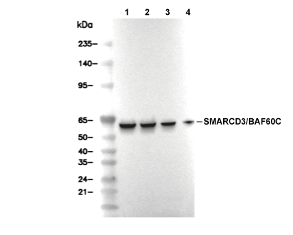 SMARCD3/BAF60C Antibody [C13A4] WB