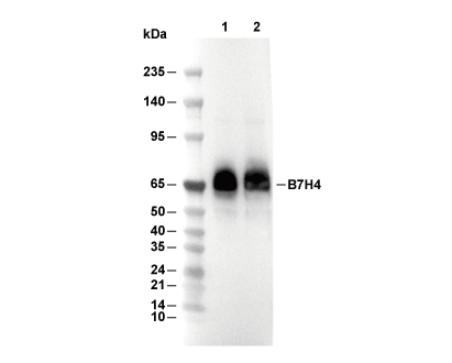 F7431-wb
