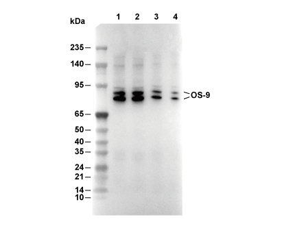 OS9 Antibody [M17H4] WB