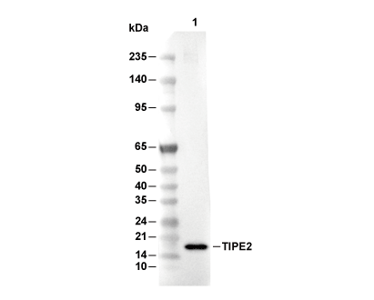 TIPE2 Antibody [A15H13] WB