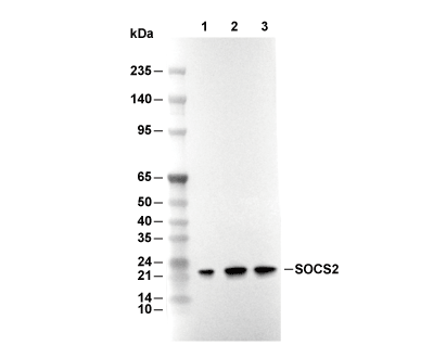F7603-wb