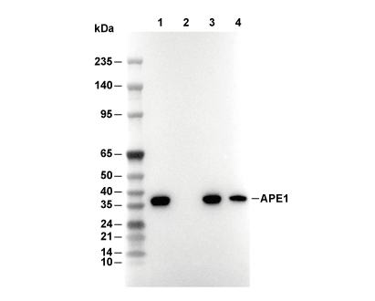 APE Antibody [F3K5] WB
