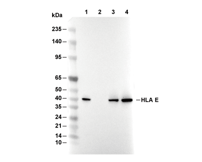 HLA E Antibody [G19G18] WB