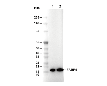 FABP4 Antibody [H23L13] WB