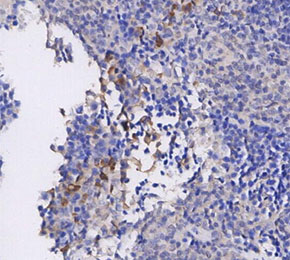 F7890-IHC1