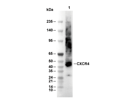 F7902-wb