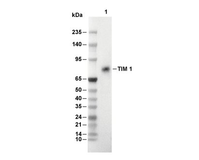 F7934-wb
