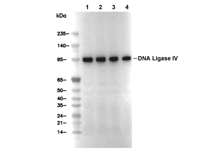 DNA Ligase IV/LIG4 Antibody [H22J17] WB