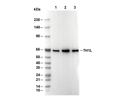 TH1L Antibody [N21A8] WB