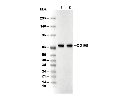 CD105 Antibody [F19M3] WB