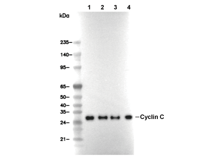 Cyclin C Antibody [J7J21] WB
