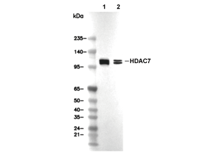 HDAC7 Antibody [P6D17] WB