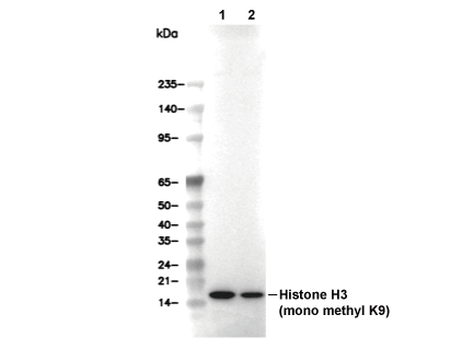 Histone H3 (mono methyl K9) Antibody [G13B9] WB