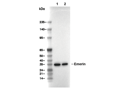Emerin Antibody [L11H10] WB
