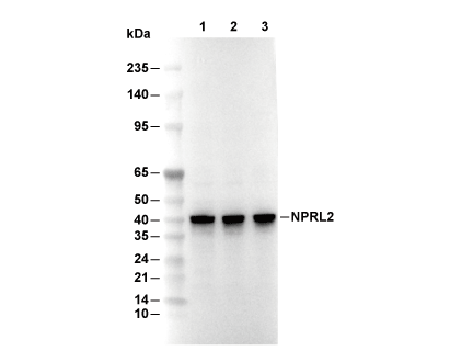NPRL2 Antibody [L19L7] WB