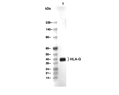 HLA-G Antibody [K12D7] WB
