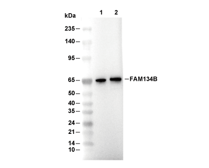 F8224-wb