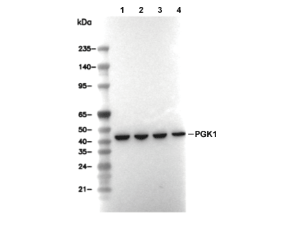 PGK1 Antibody [H17D18] WB