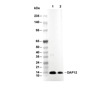 DAP12 Antibody [E15J7] WB
