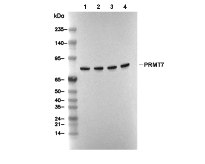 PRMT7 Antibody [F2F1] WB