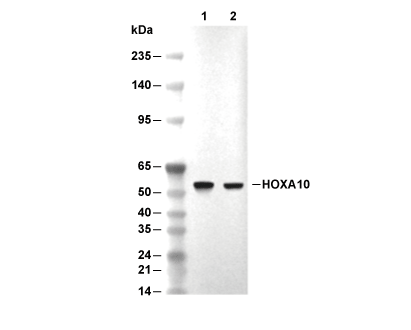 F8297-wb