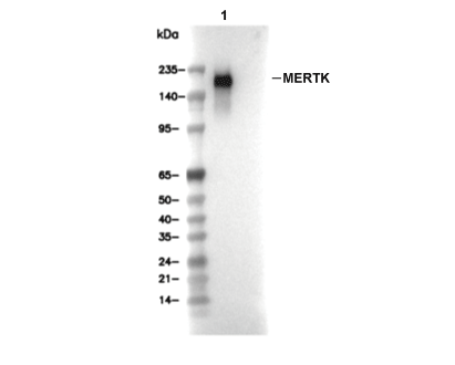 Mer Antibody [M17J16] WB