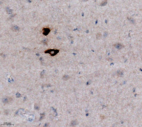F8328-IHC1